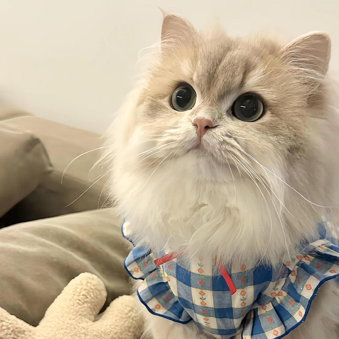 小白猫咪批发零售