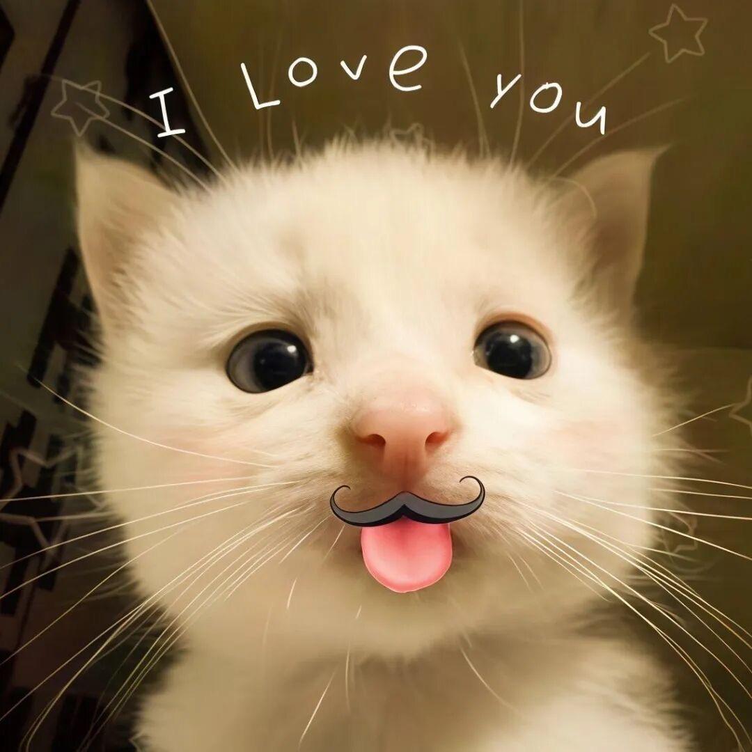 我的猫不爱我