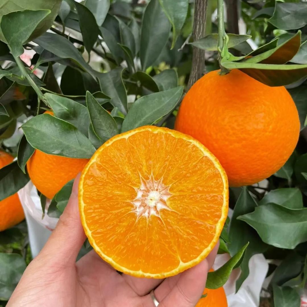 福愿赢迎小唐9300