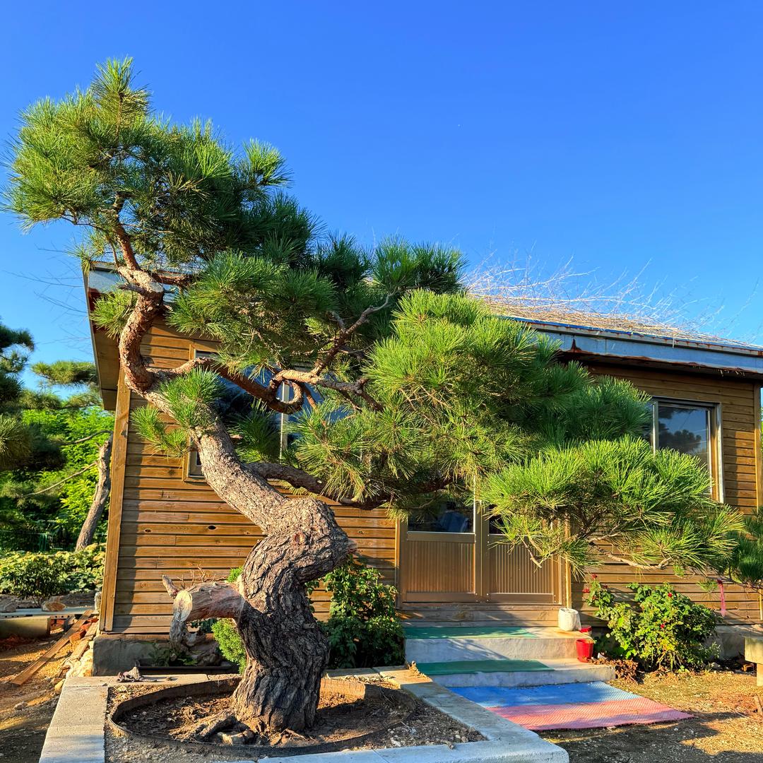 泰山庭院景观松·李娜