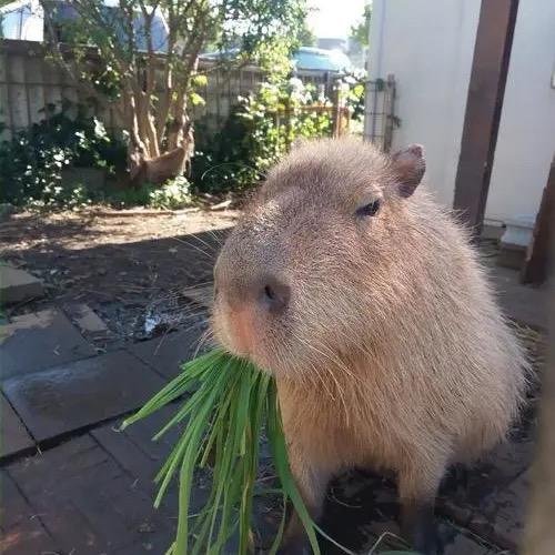 卡皮巴拉放假啦