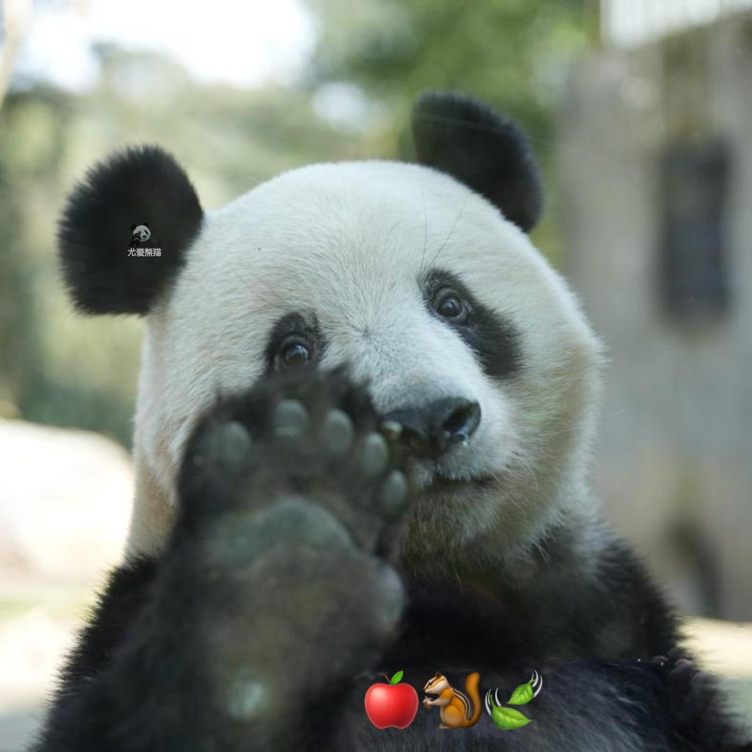 尤爱熊猫