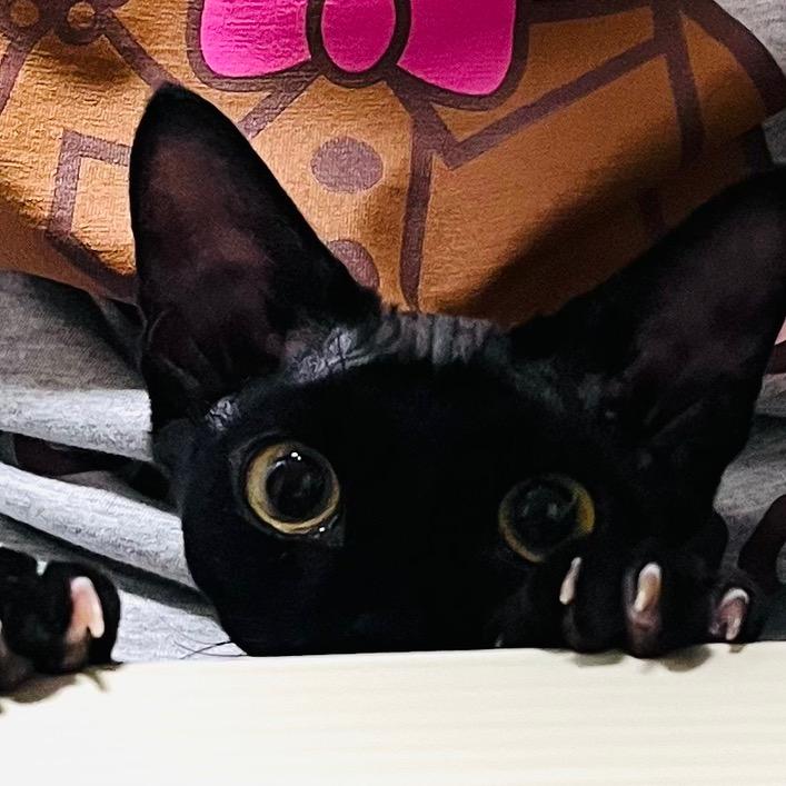 仙人的先人是闲人