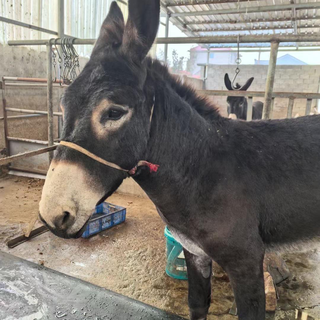 小班家的特产美食