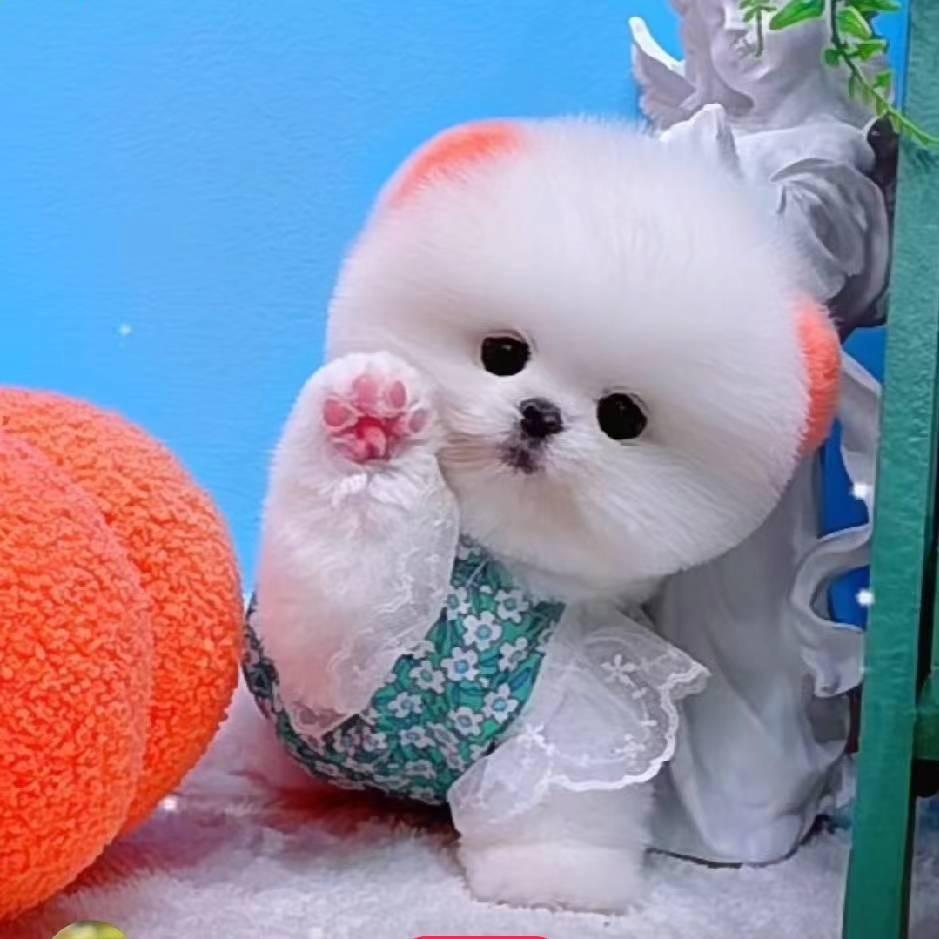 可爱多茶杯犬