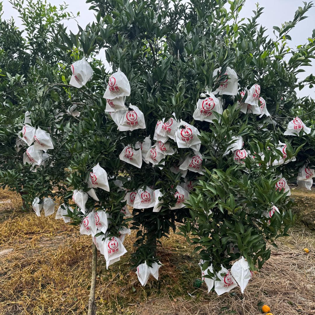 表姐(耙耙柑🍊猕猴桃🥝)