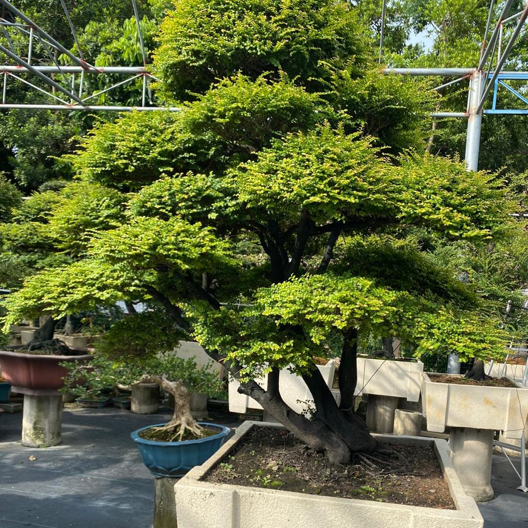 怡景绿植基地