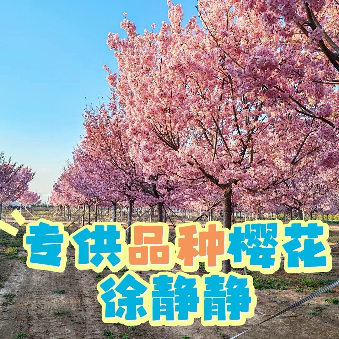 山东青岛樱花基地(日照樱森绿化工程）