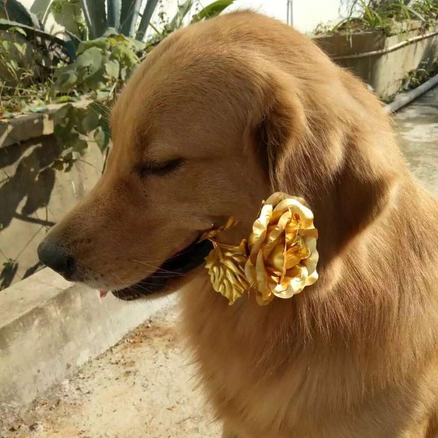 蹦沙卡拉坨芭芭