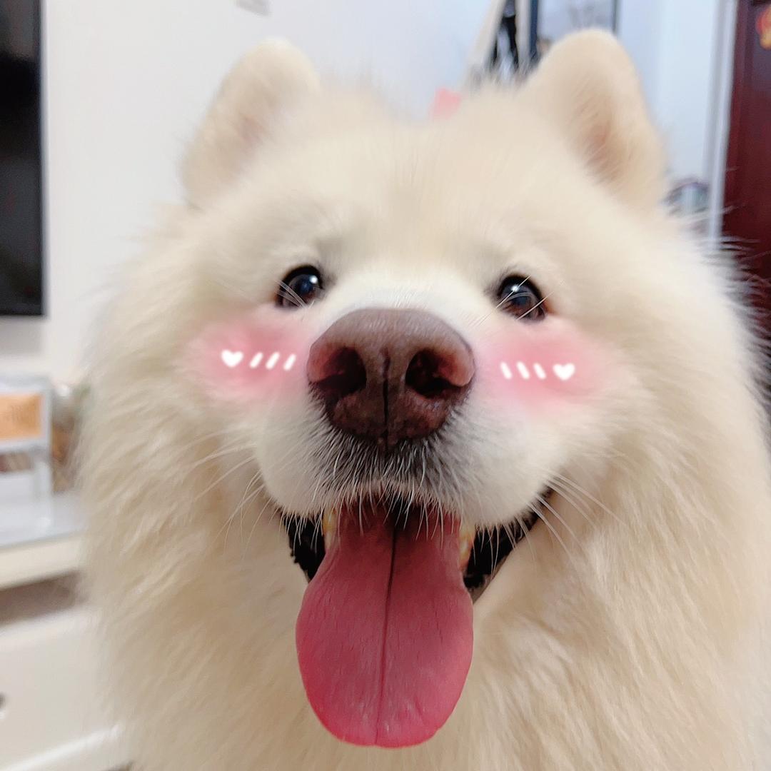 大白是只萨摩耶