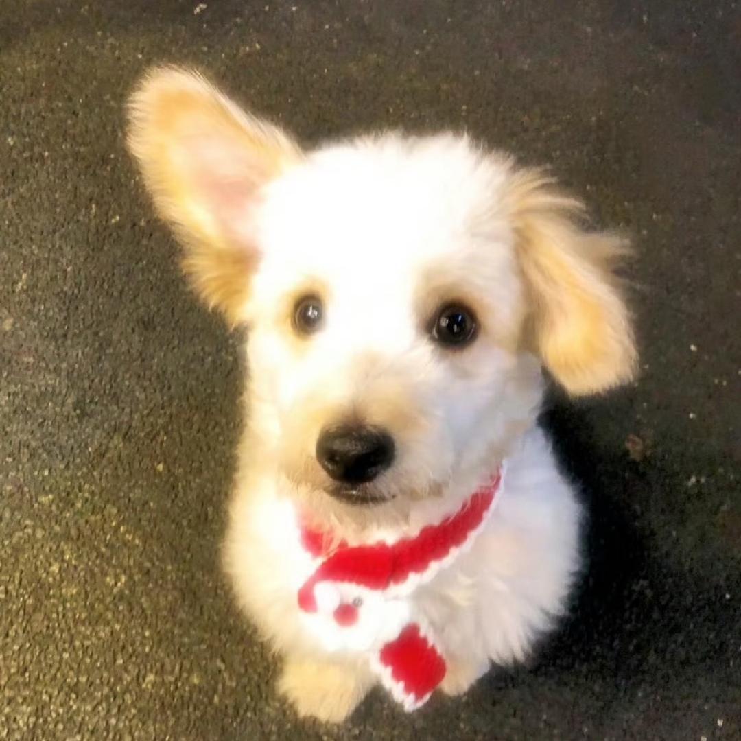 饭炒蛋（集赞秒回）