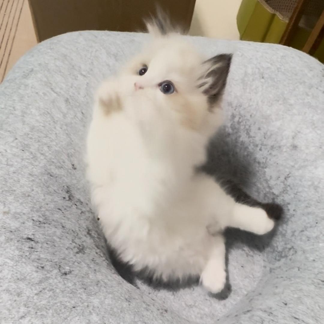 不是阿慌