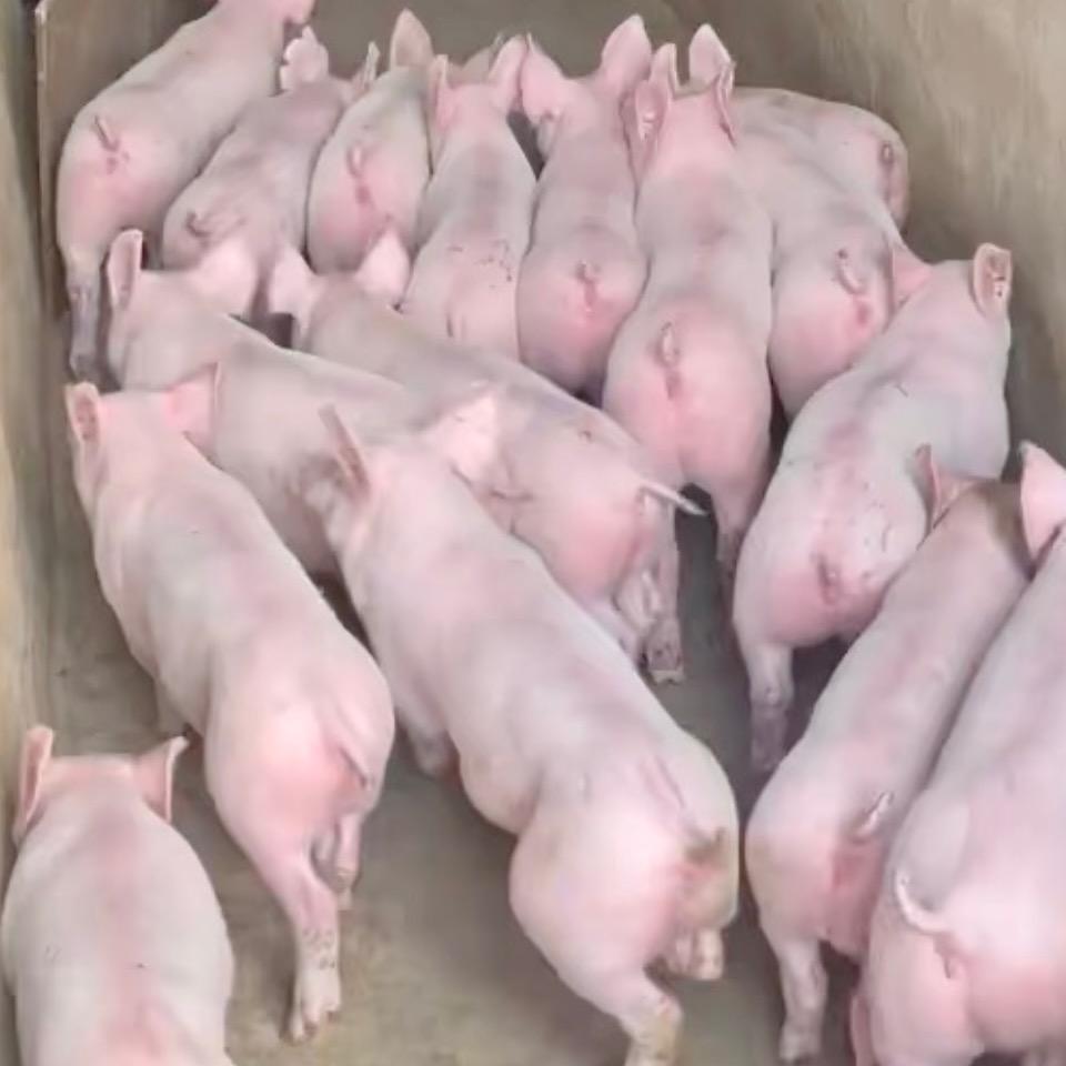 汇诚生猪养殖合作社