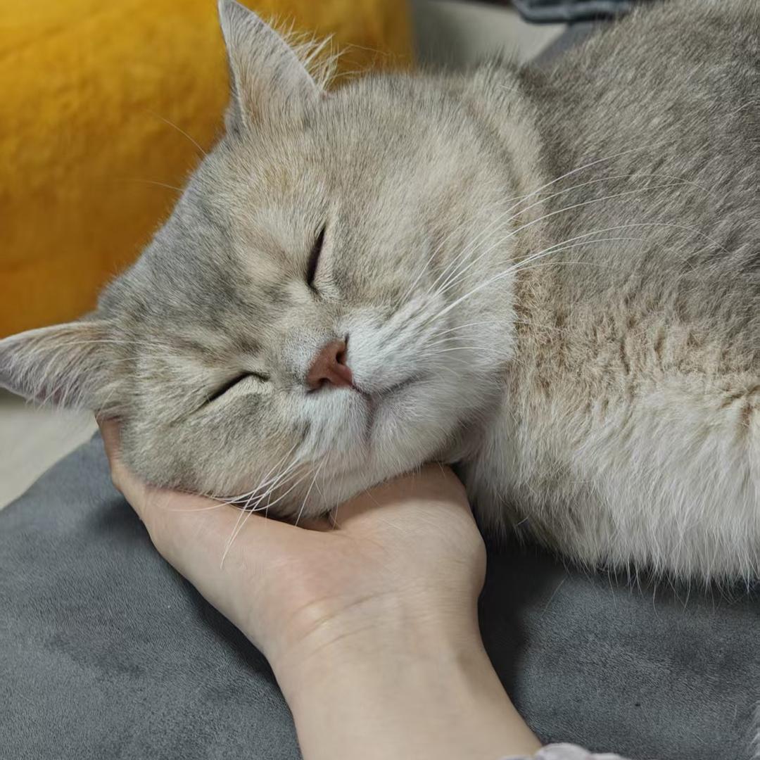 安琪儿的小白球