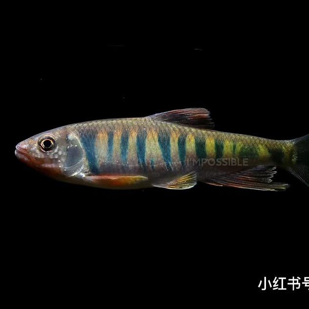 马里奥玩溪流（鱼缸定制）