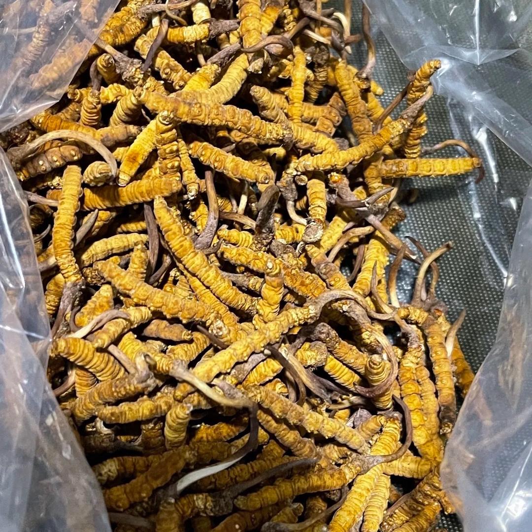臻草王虫草