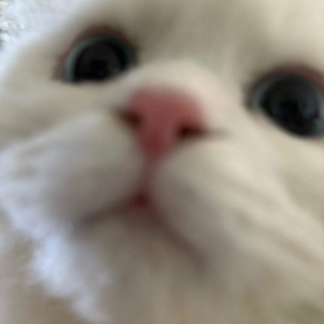 97🐾🐾🐾