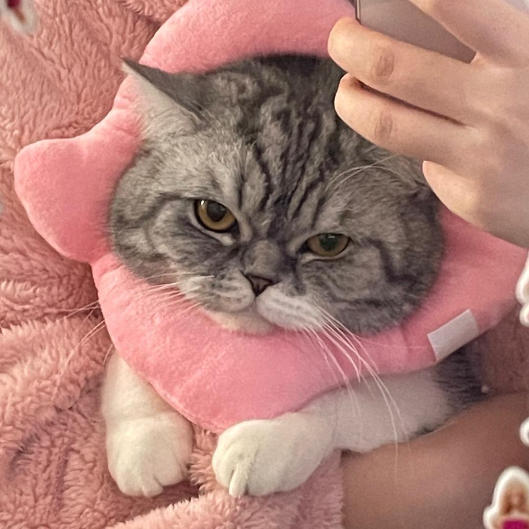 肉肉睡了没（猫狗双全）