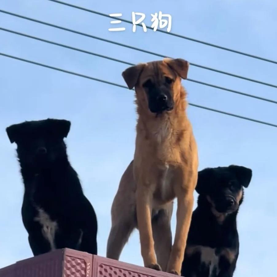 贾三狗