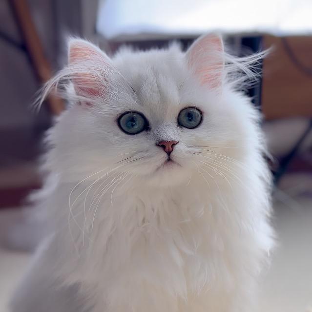 有只猫叫小喇叭