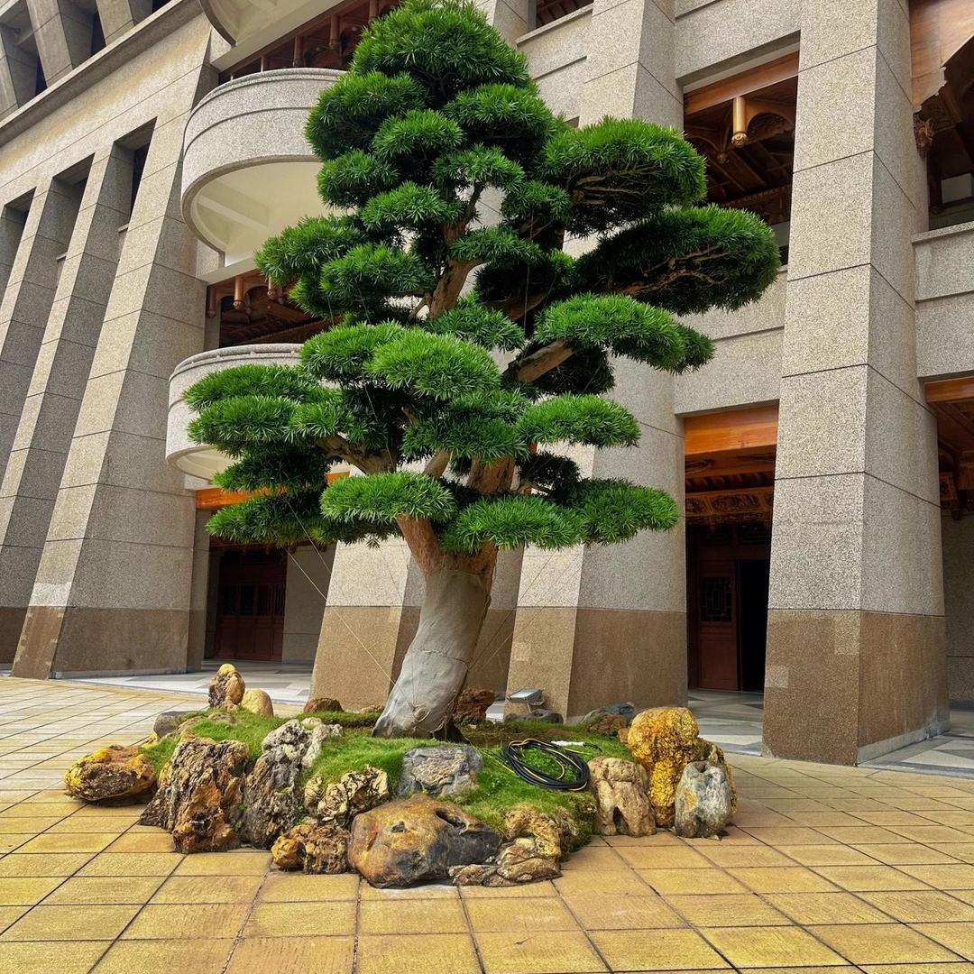 鑫松堂盆景园艺