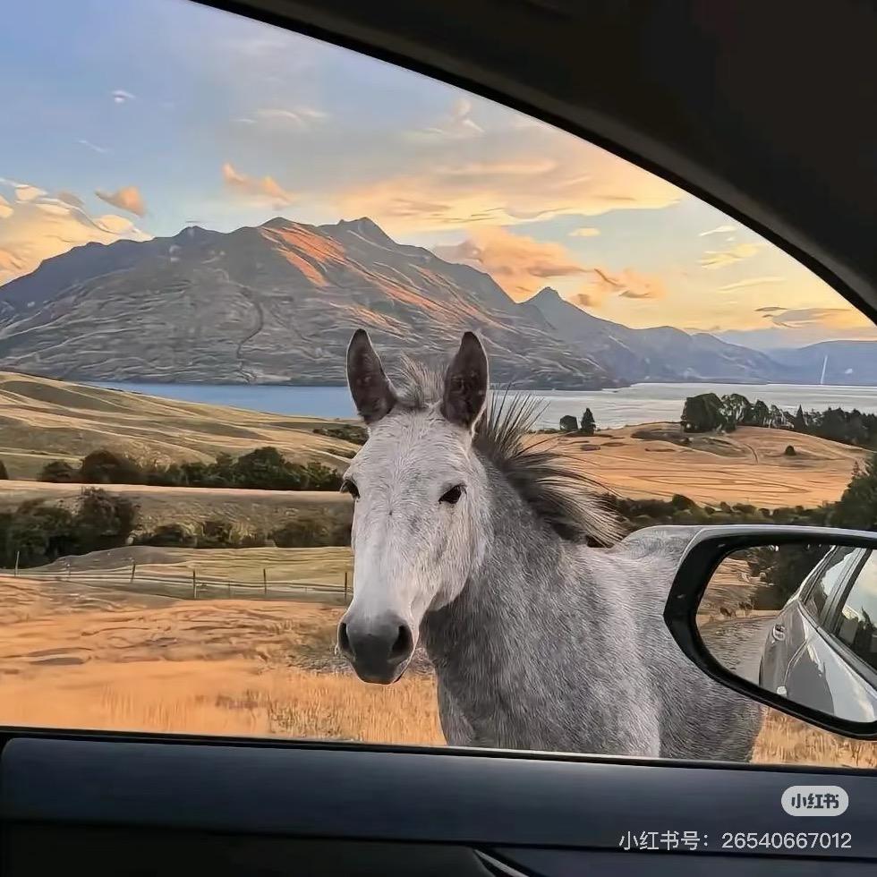 阿龙捣腾车🚗