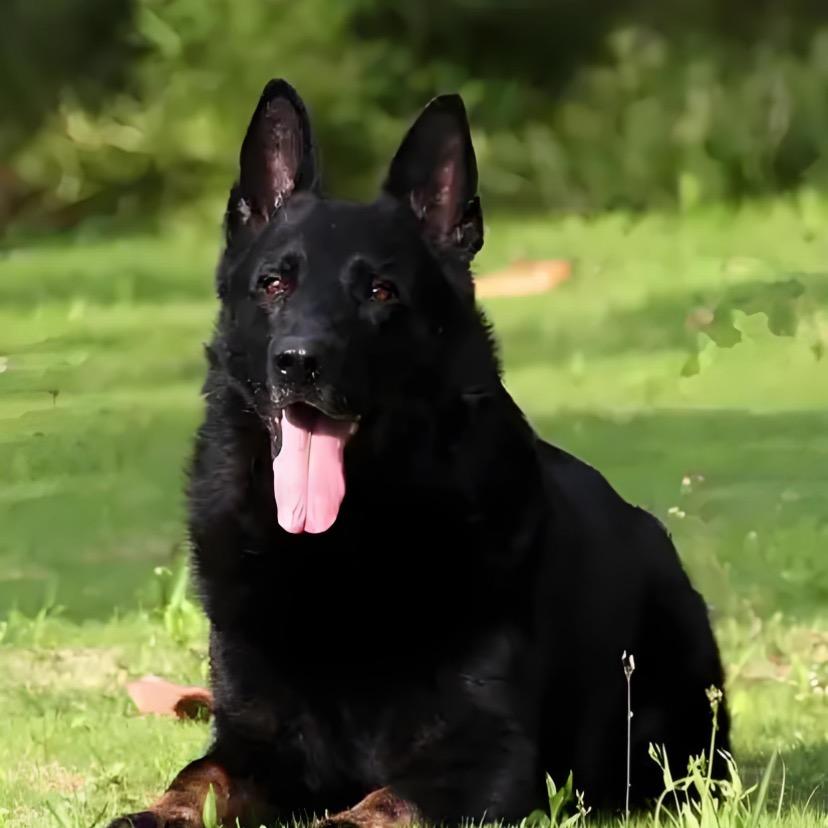 天佑名犬东德基地