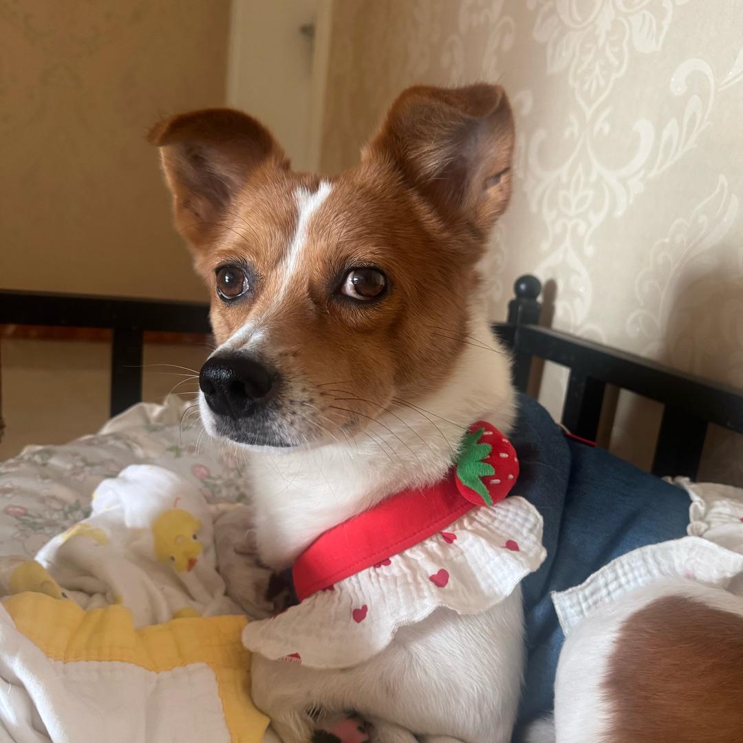 孙侨侨.福星高照