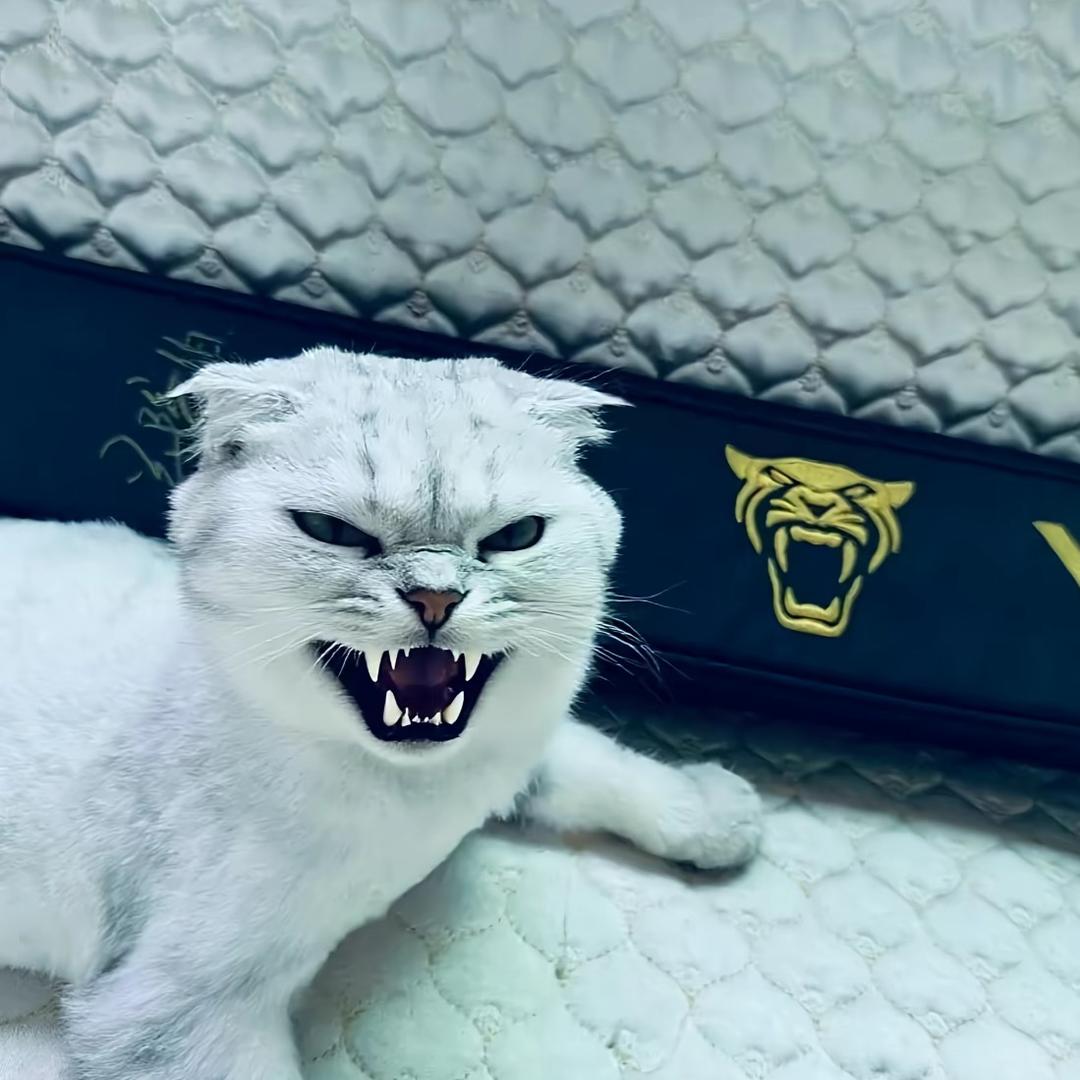 比猛禽还猛的男人