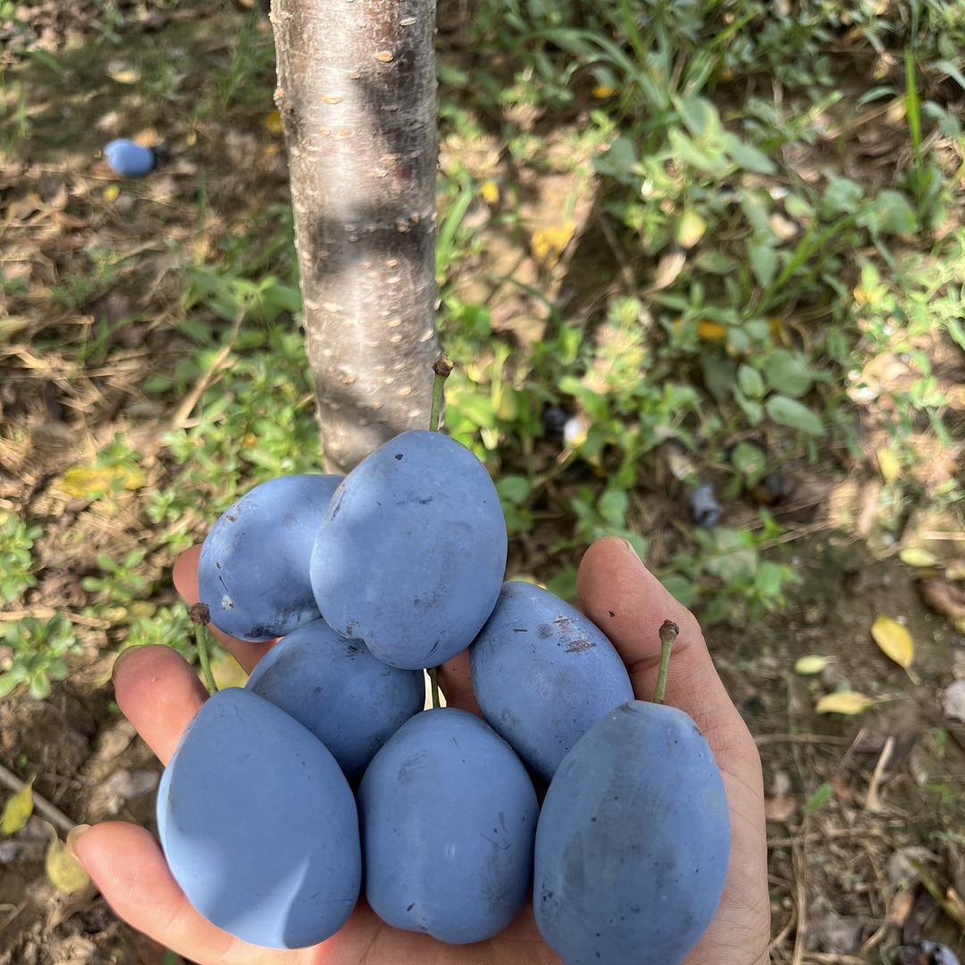 泽飞果树苗木企业店