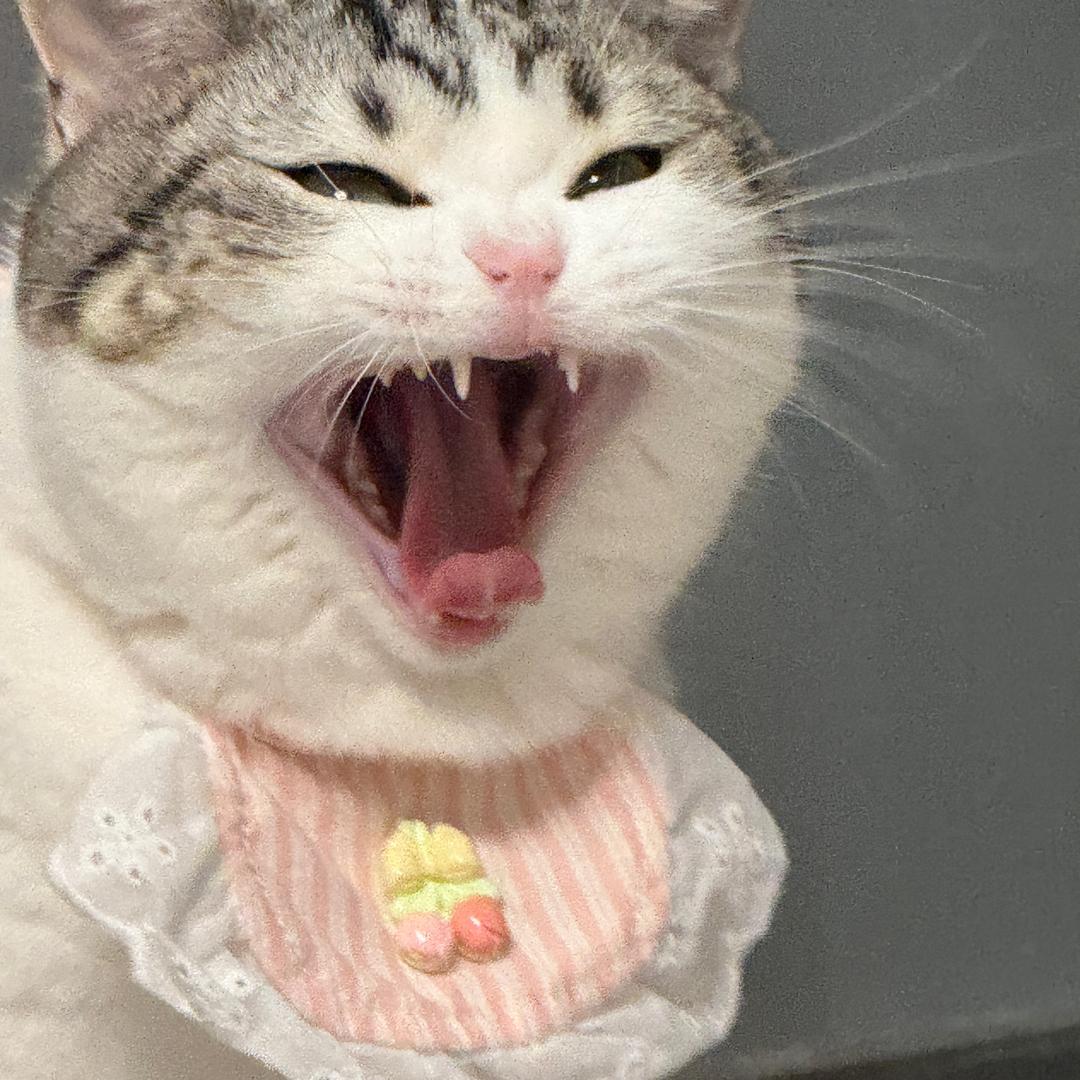 陶辣辣
