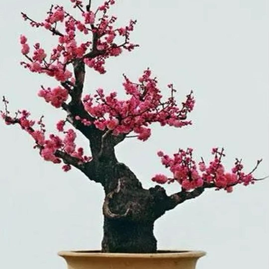 御果花卉园