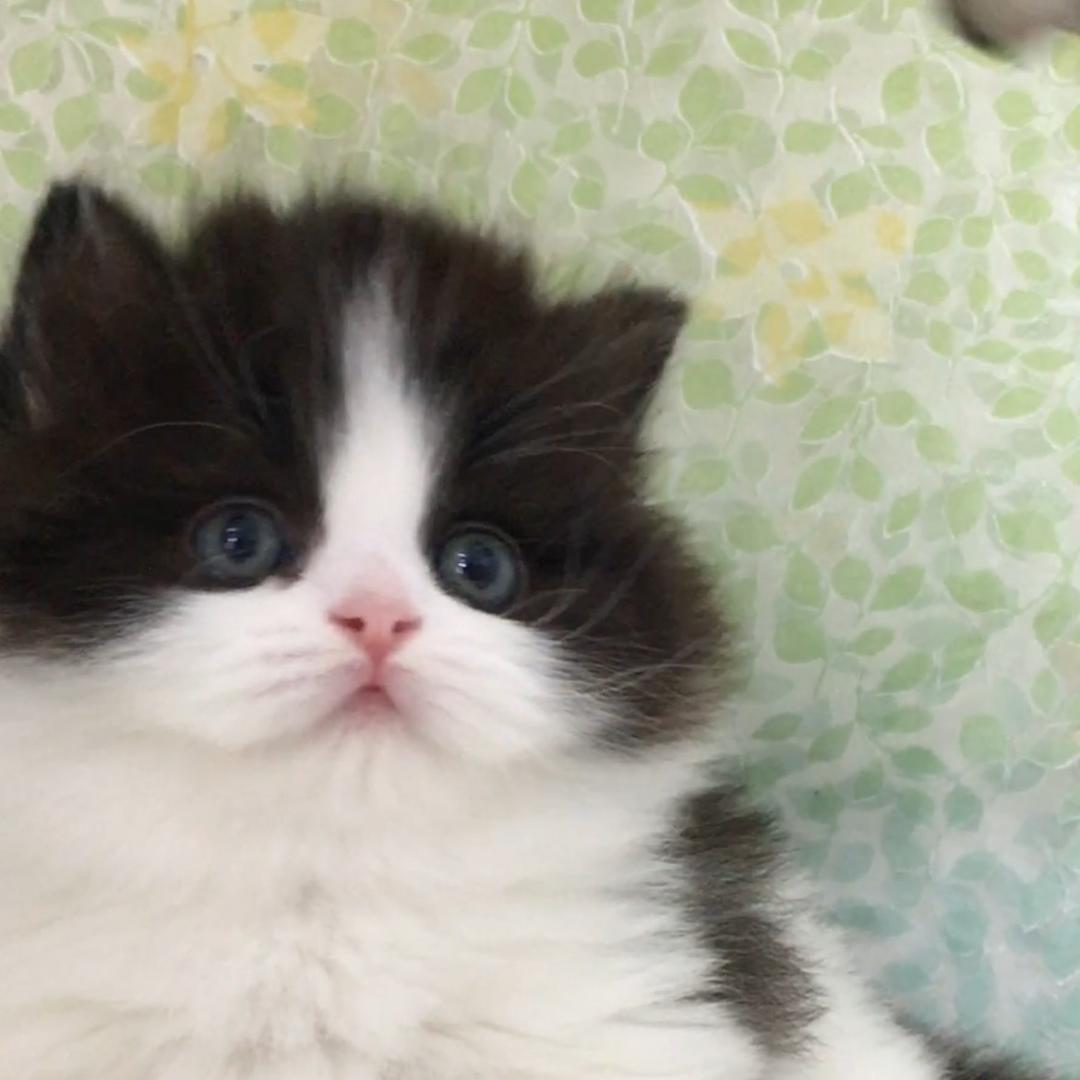 皮蛋猫