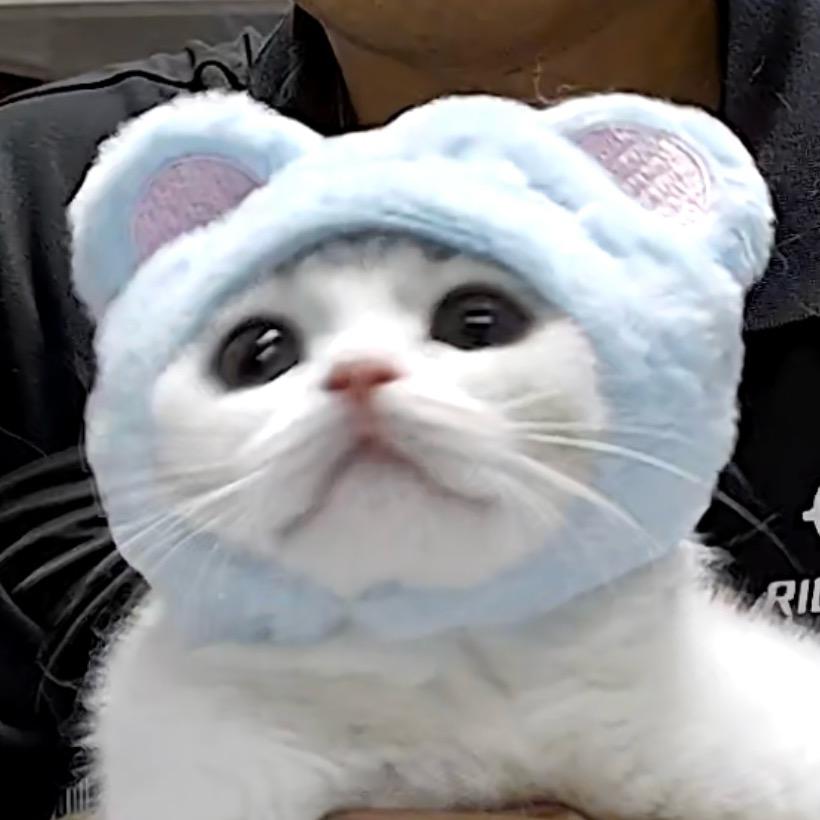 小乖不吃大馒头🐱