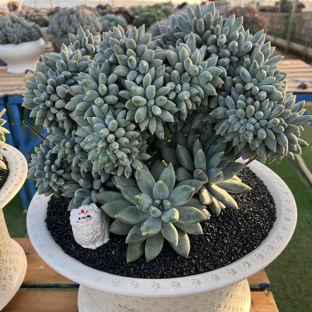 多肉小森林花卉臻选阁