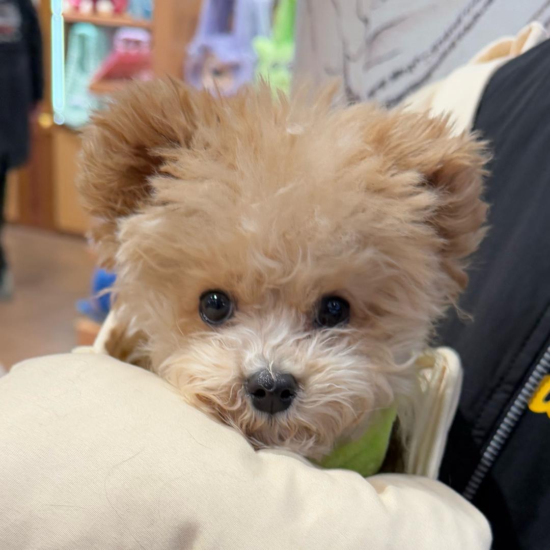 🧸小熊布丁