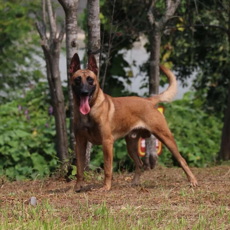 垚鑫犬舍《专注犬科》