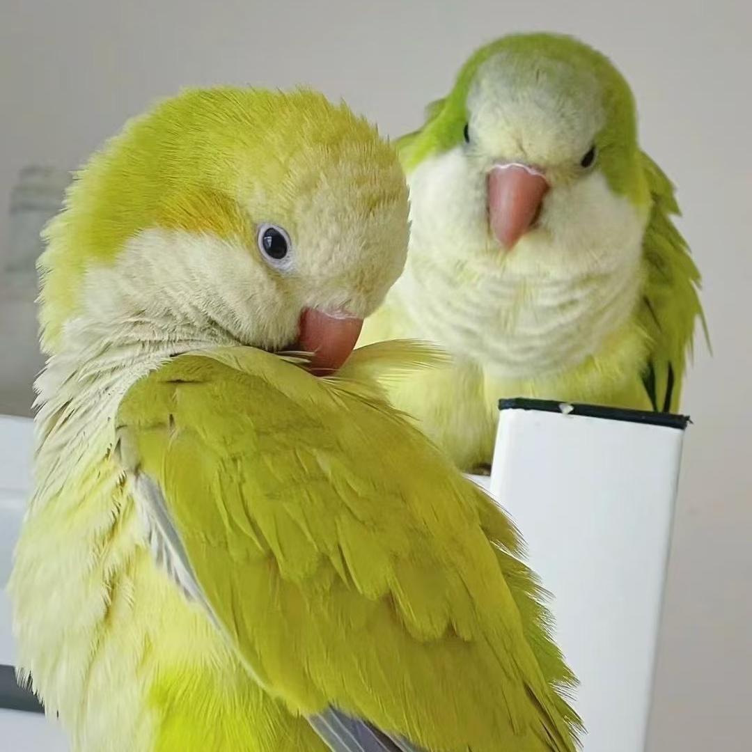 兮兮鹦鹉养殖场兮兮萌宠