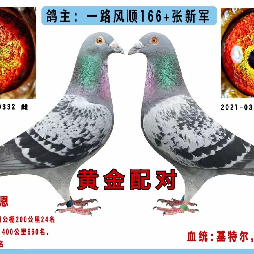 老兵鸽舍一刘艳生