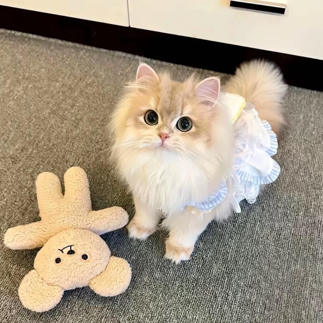 · ૮・ᴥ・ა