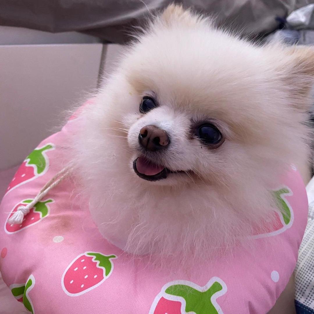 翠玉香菜
