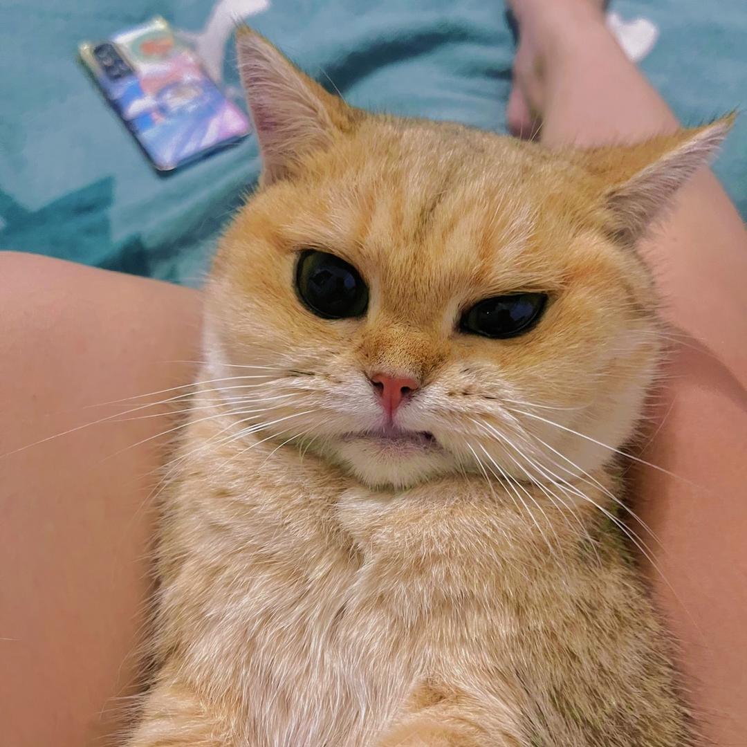 有只猫