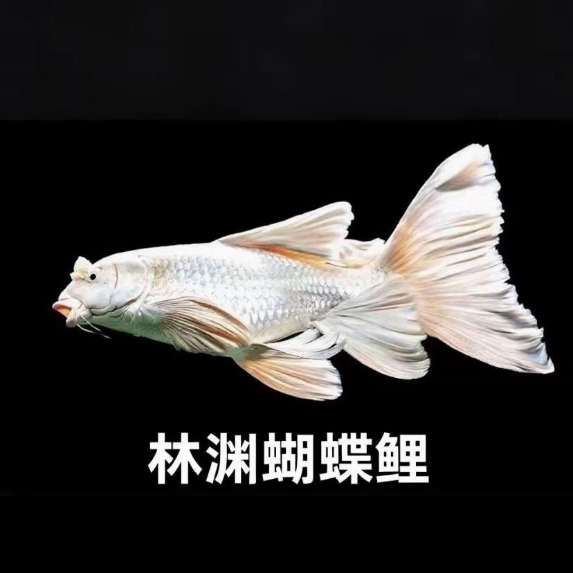 🐟林渊蝴蝶鲤🐟