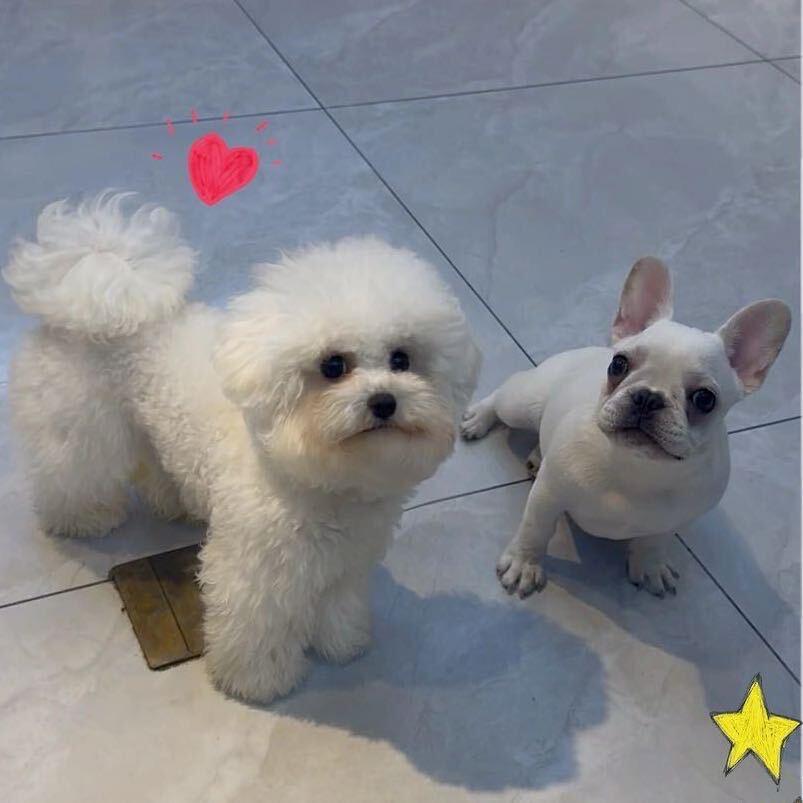 亳州市福团宠物店官方号