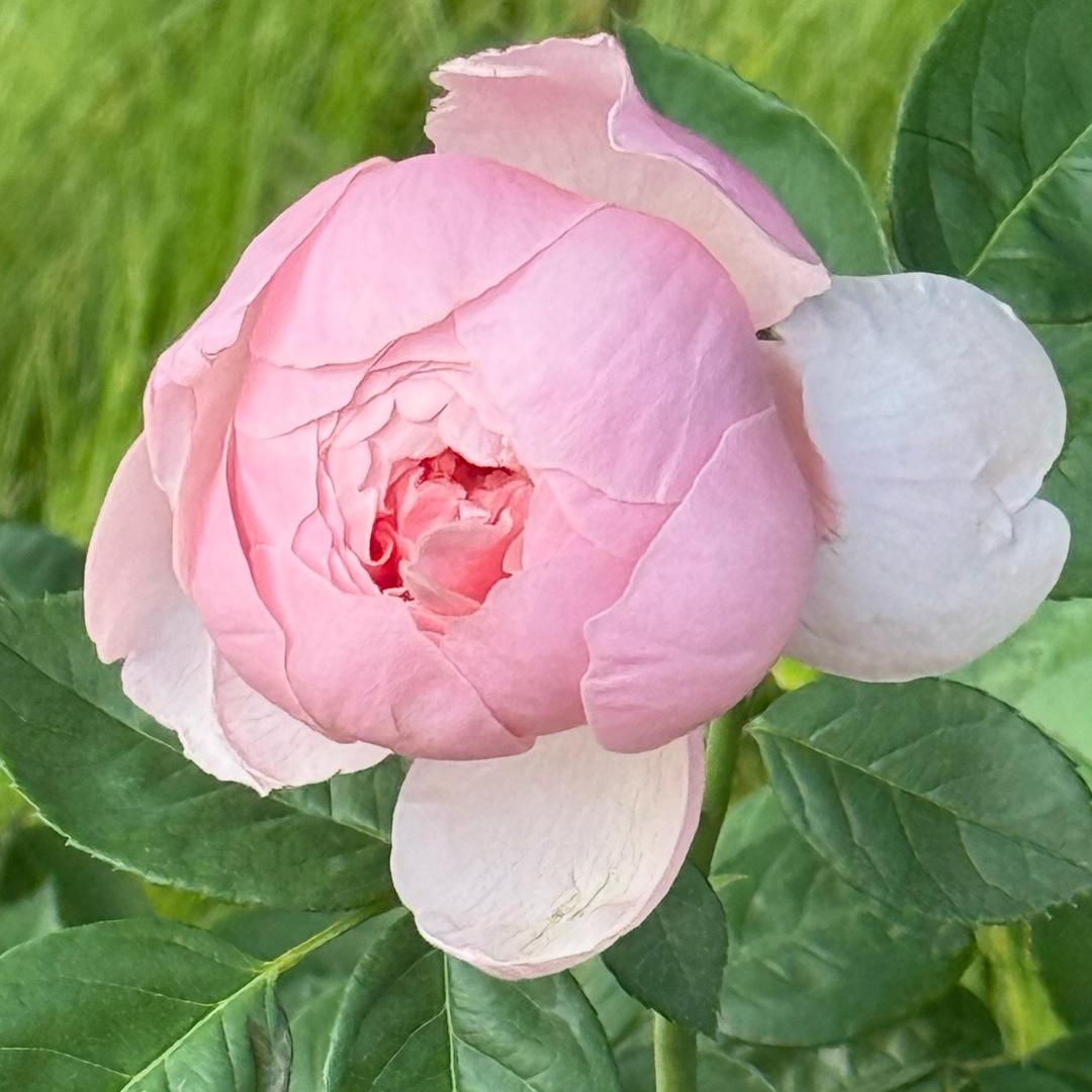 AAA东城菜场圣女果批发