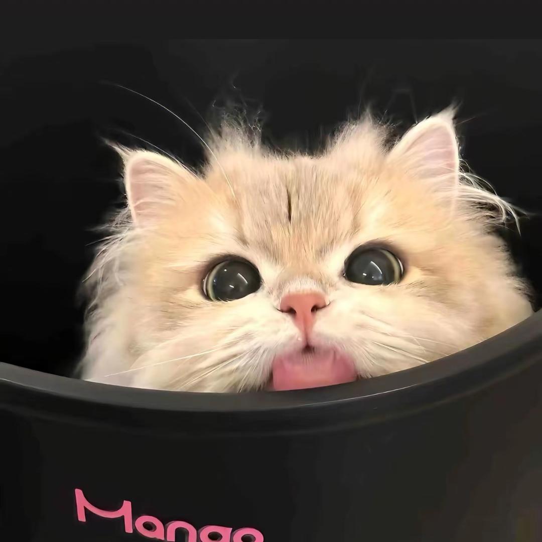 猫咪的日常生活