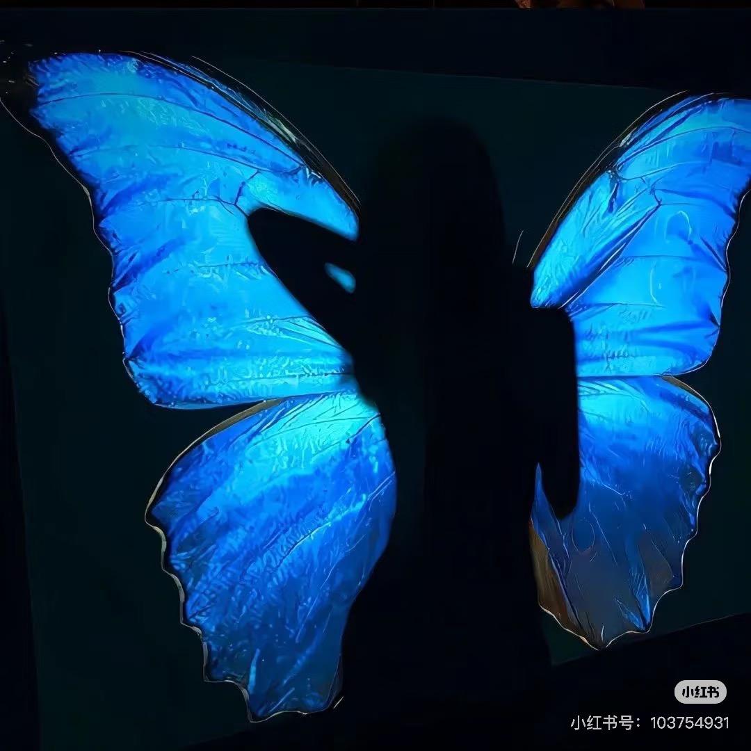 迷迭🦋