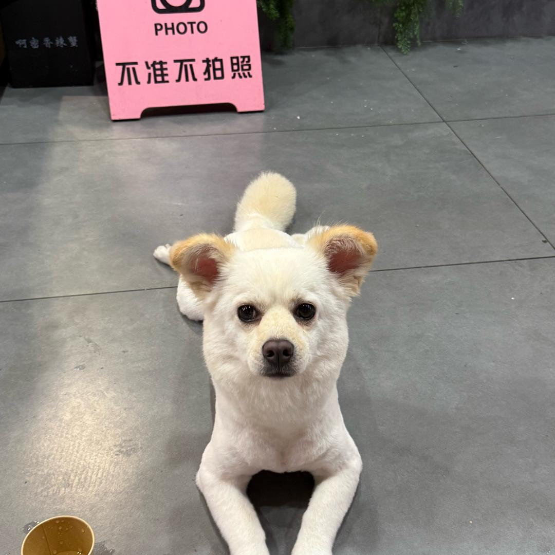 乖乖是只臭屁狗