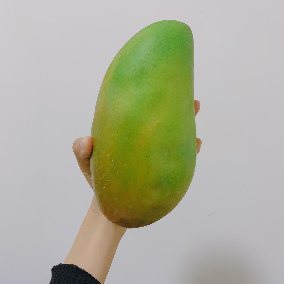 十二又养龟（小号）