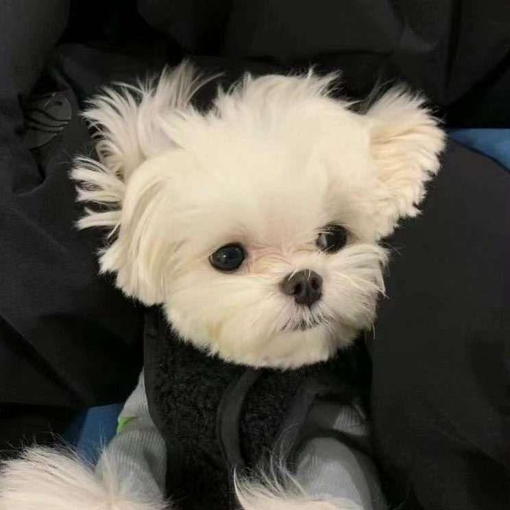 小鱼不吃魚